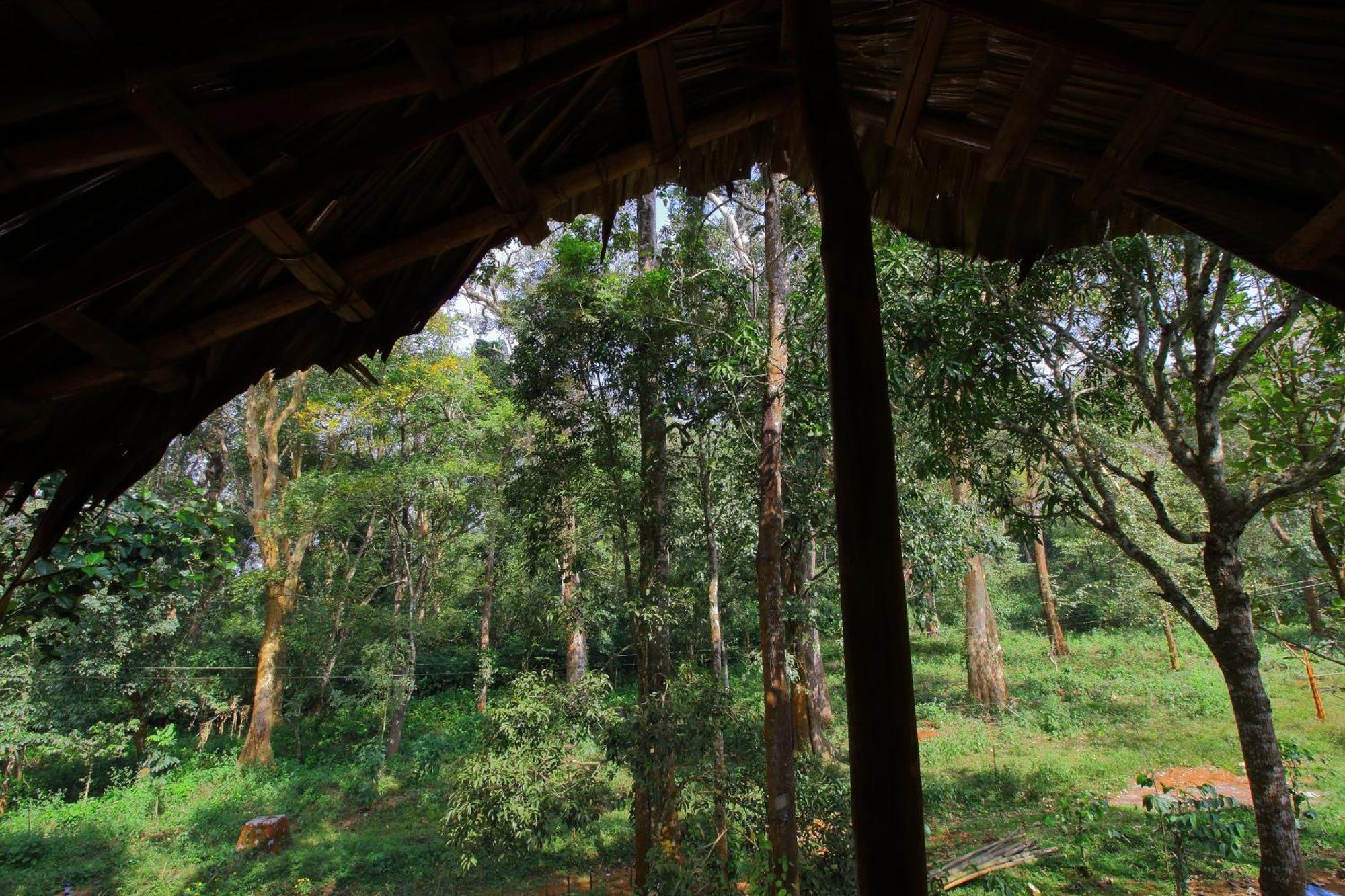 Tall Trees - Modern Forest Villa In Wayanad Szultán Bathery Kültér fotó
